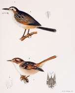 Image of Spinetails