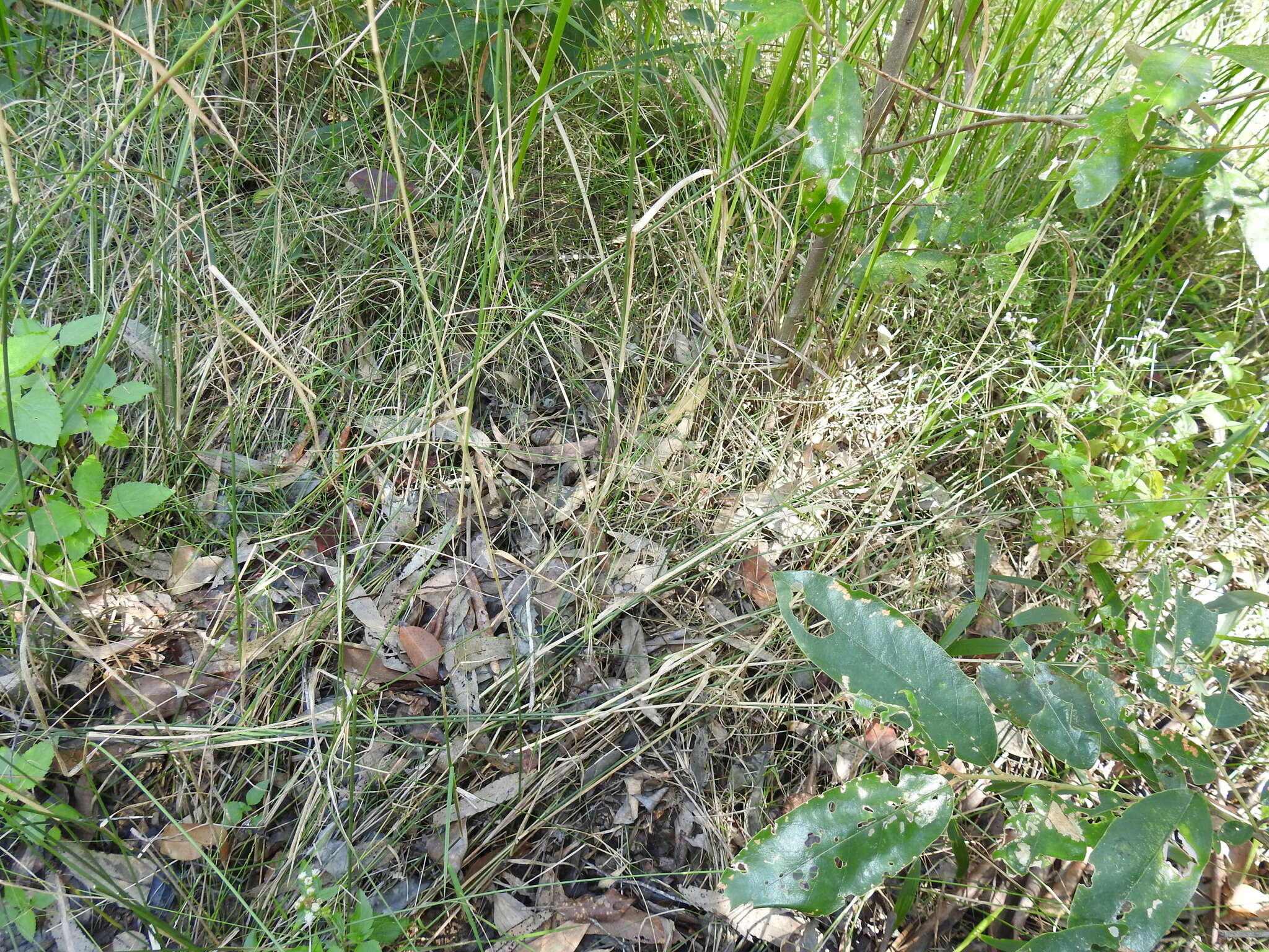 Image of River grass