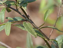 Image of Cadaba fruticosa (L.) Druce