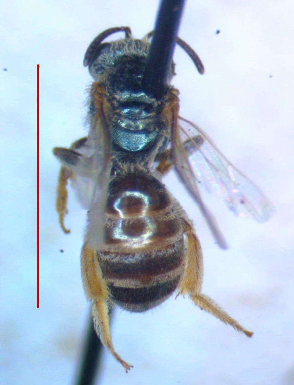 Sivun Halictus hesperus Smith 1862 kuva