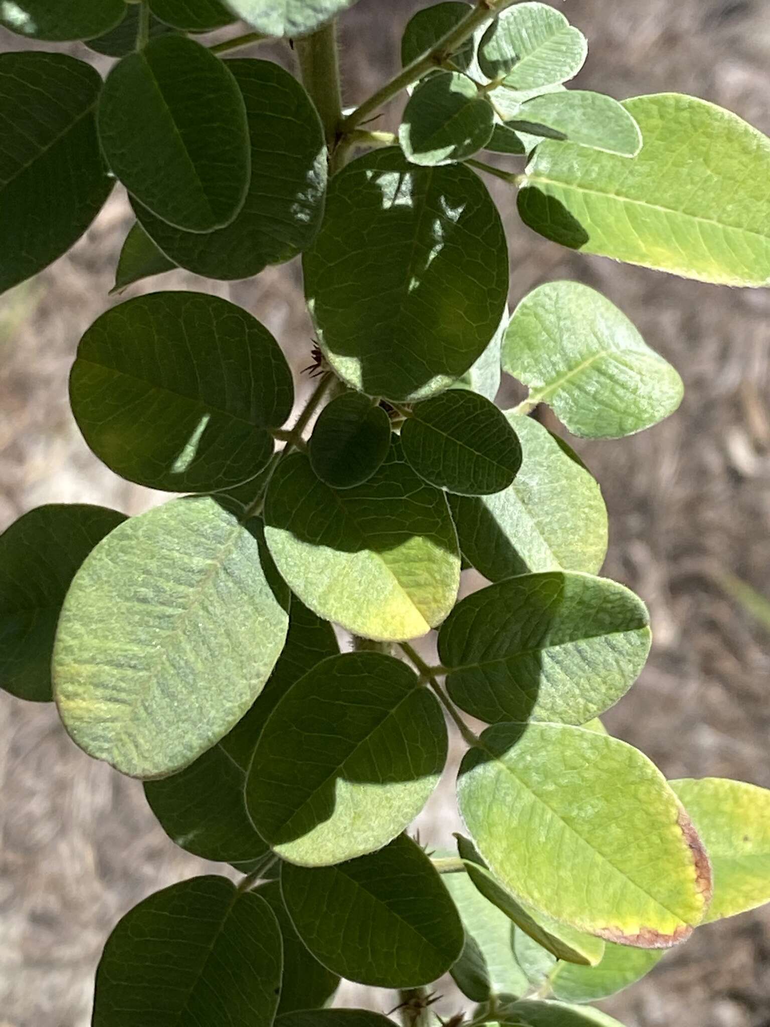 Image of Curtiss' lespedeza