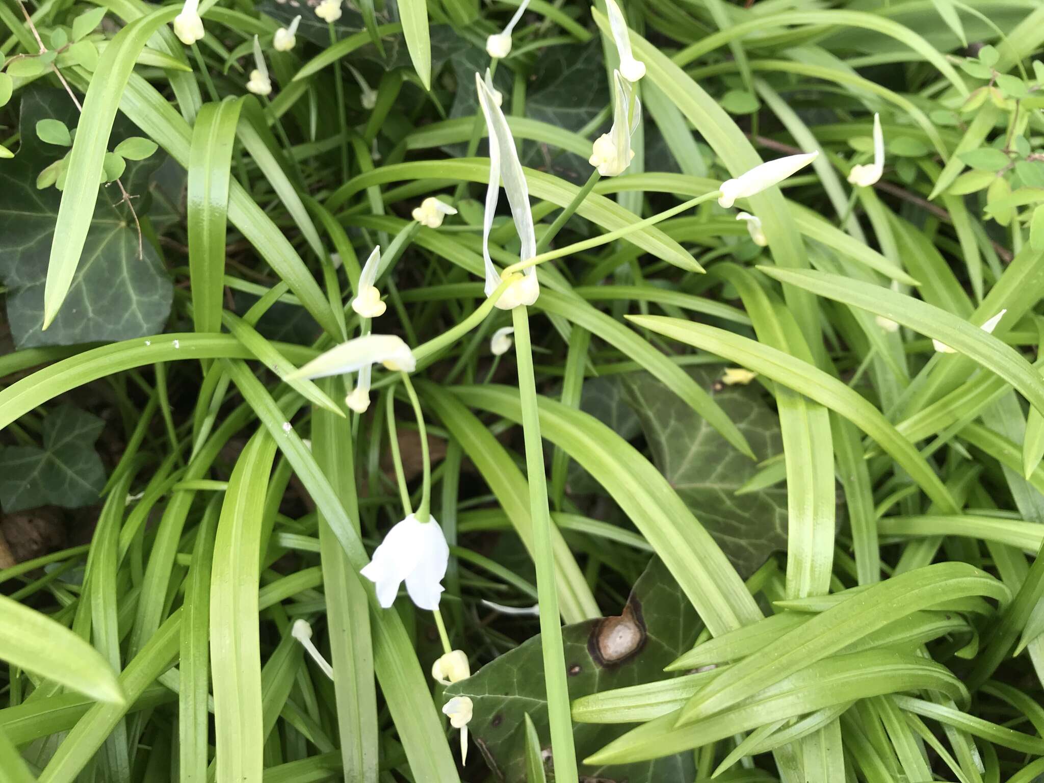 Image of few-flowered leek