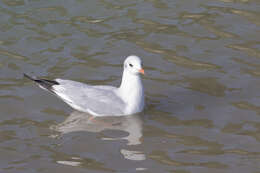 Image of Black-headed Gull