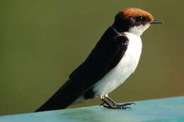 Hirundo smithii Leach 1818 resmi