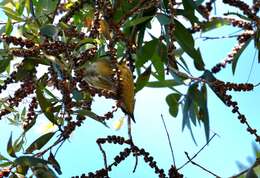 Image of Varied Honeyeater