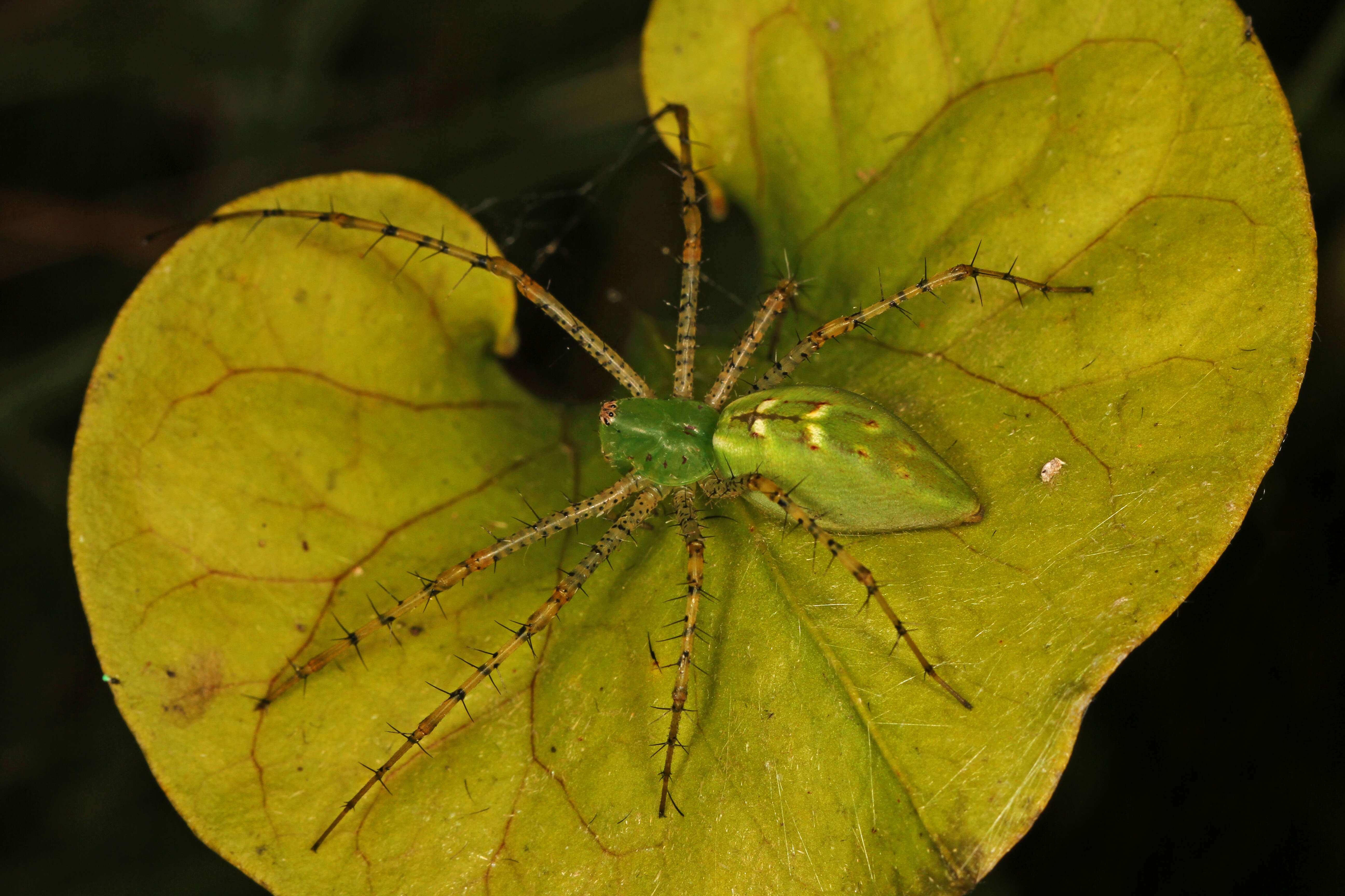 Image of Peucetia