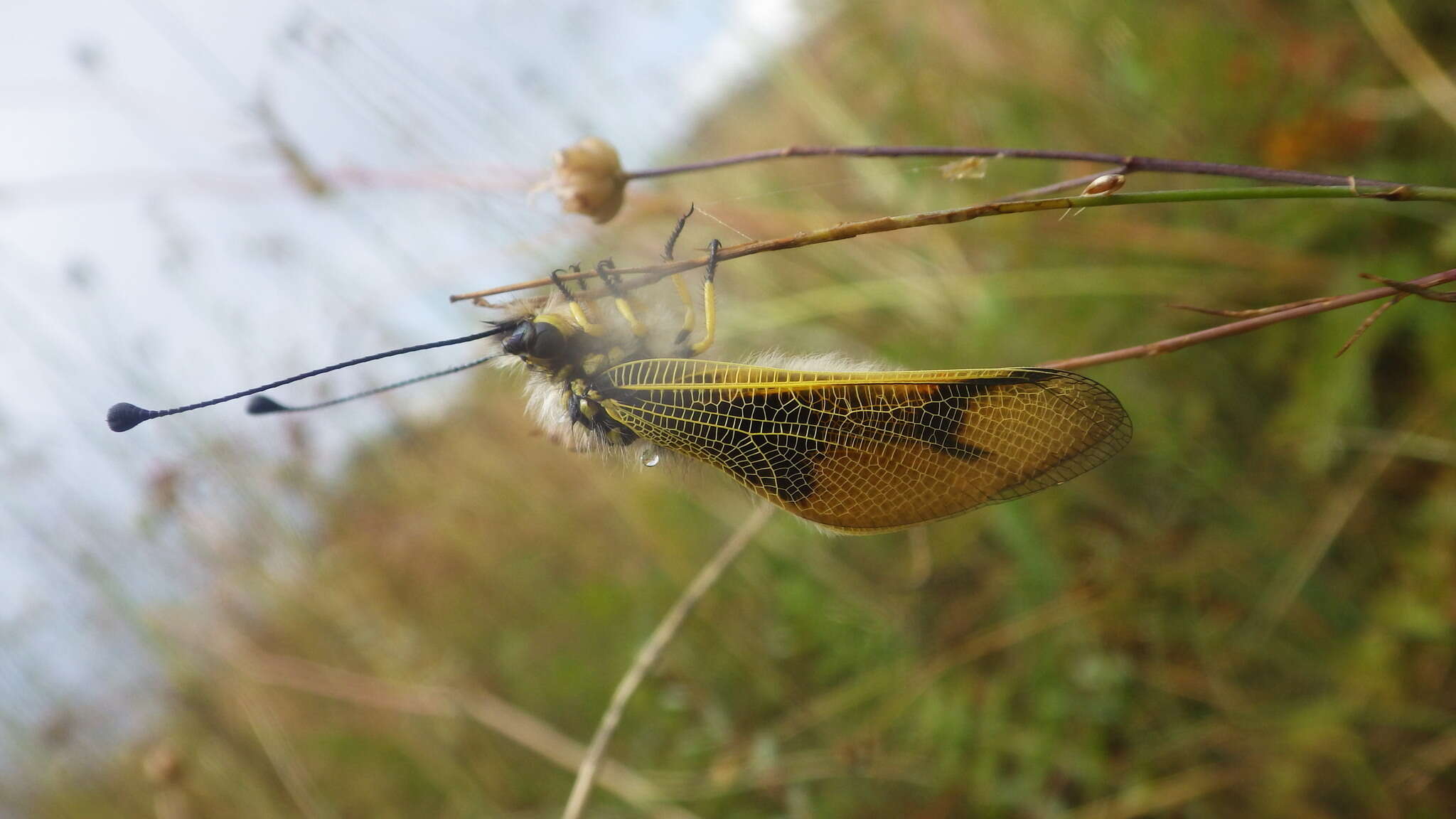 Image of Libelloides longicornis (Linnaeus 1764)