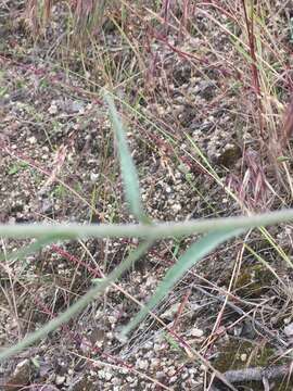 Plancia ëd Hackelia diffusa var. arida (Piper) R. L. Carr