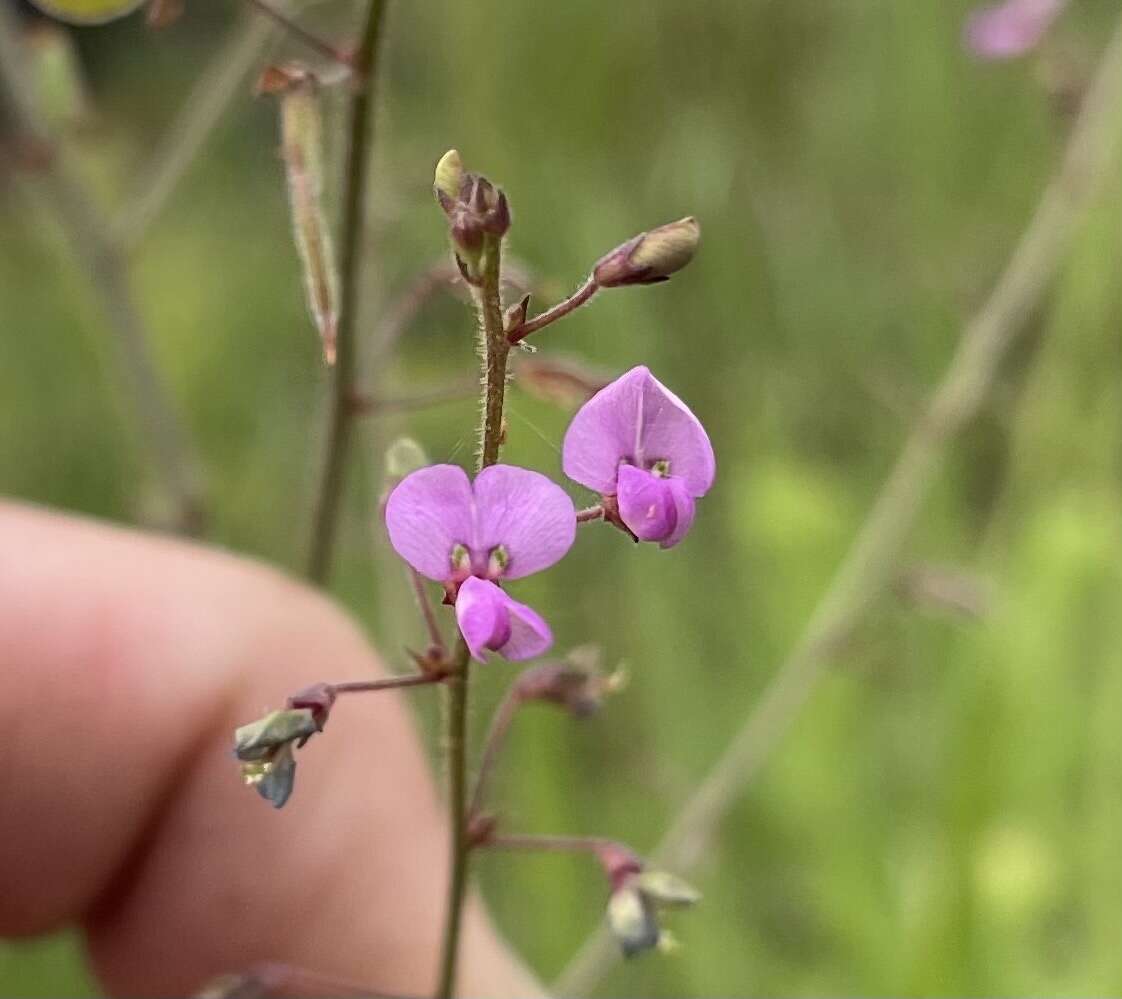 Imagem de Desmodium tenuifolium Torr. & A. Gray