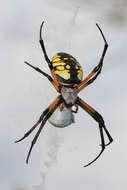 Image of Black-and-Yellow Argiope