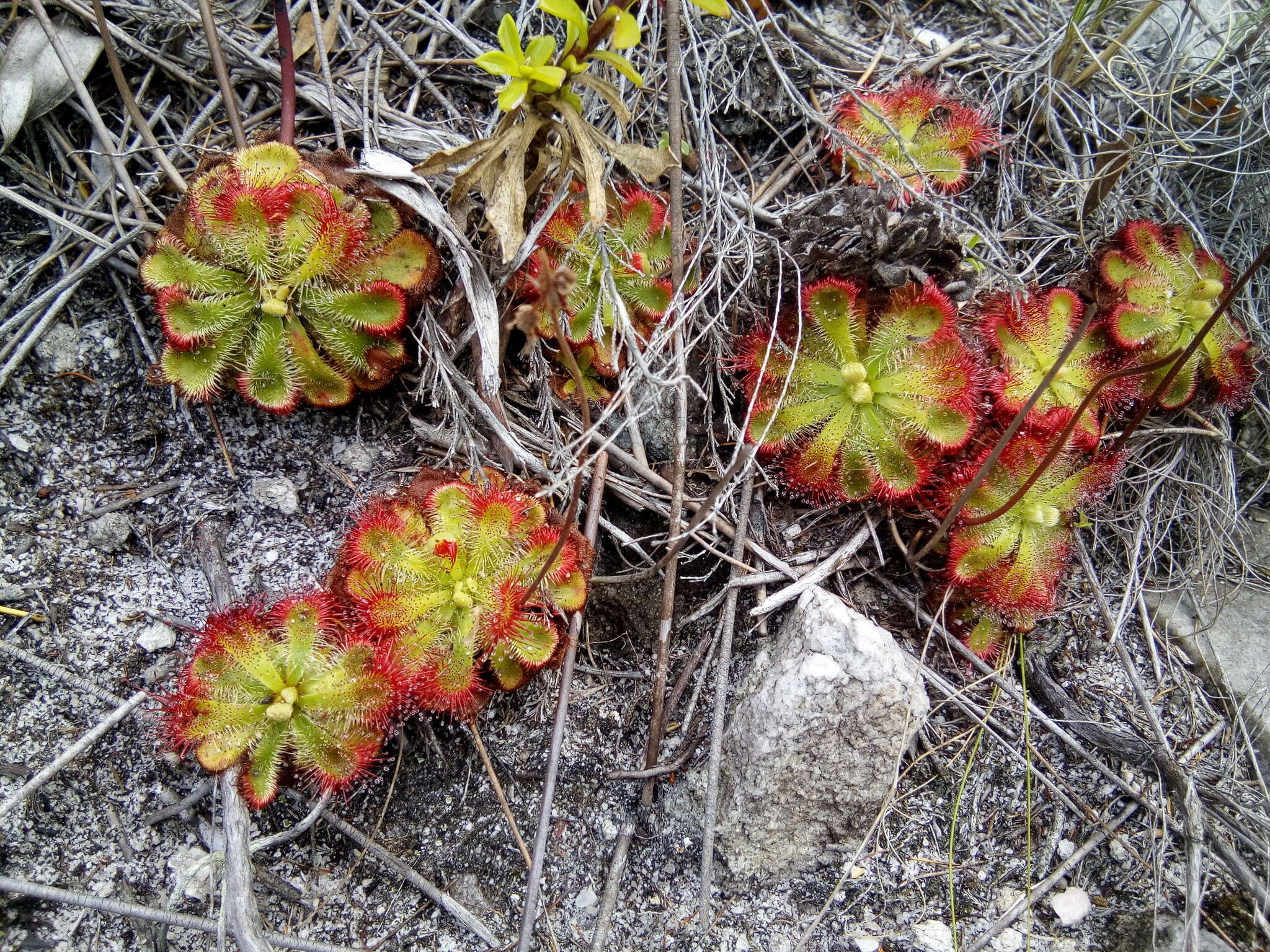 Drosera xerophila的圖片