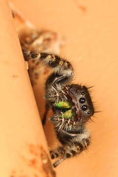 Phidippus audax (Hentz 1845) resmi