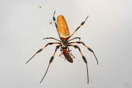 صورة Argyrodes nephilae Taczanowski 1873