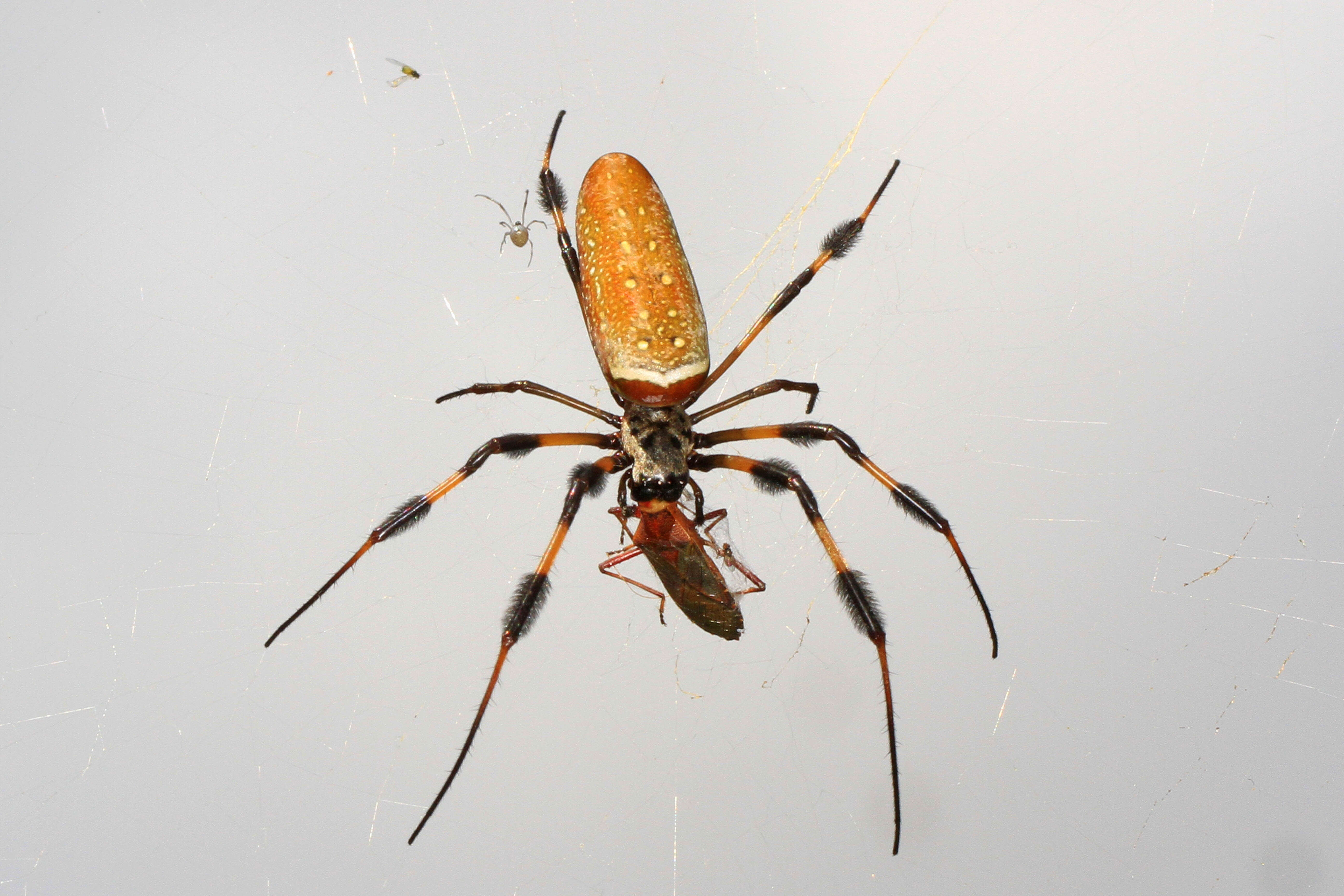 صورة Argyrodes nephilae Taczanowski 1873