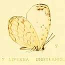 Image of Liptena undularis Hewitson 1866