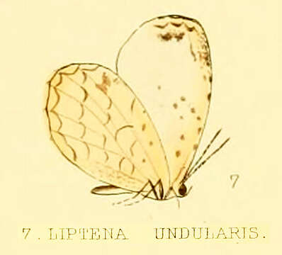 Imagem de Liptena undularis Hewitson 1866