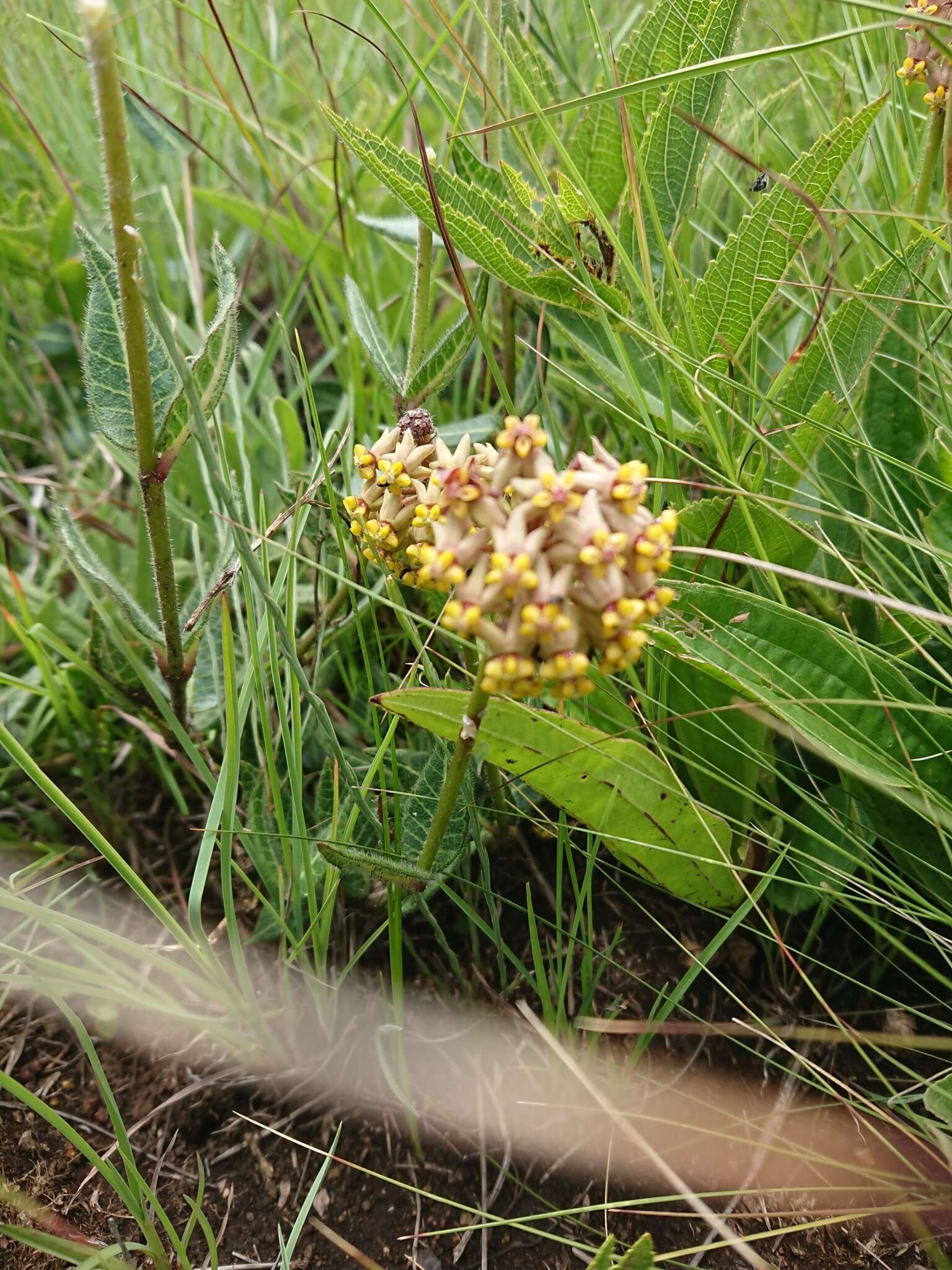 صورة Asclepias vicaria N. E. Br.