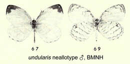 Image de Liptena undularis Hewitson 1866