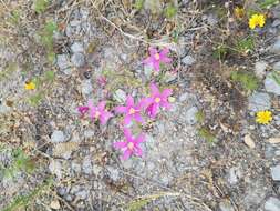 Zeltnera calycosa (Buckley) G. Mansion resmi