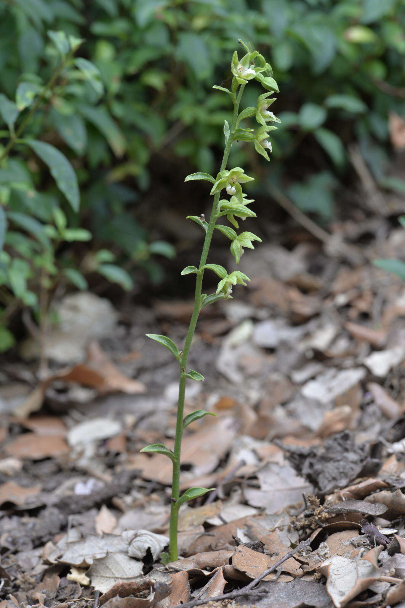 Image of Green-Flowered Helleborne