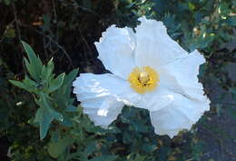 Image of Coulter's Matilija poppy