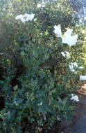 Image of Coulter's Matilija poppy