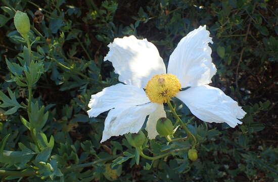 Image of Coulter's Matilija poppy