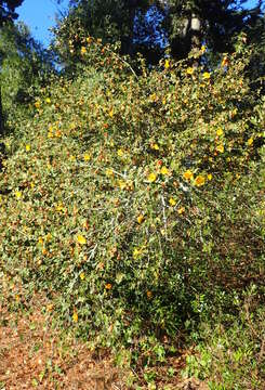 Image of California flannelbush