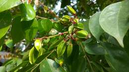 Image of carambola