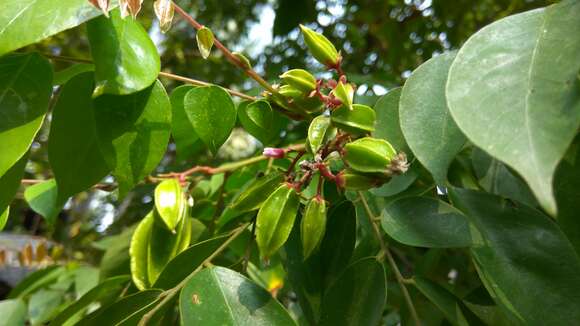 Plancia ëd Averrhoa carambola L.