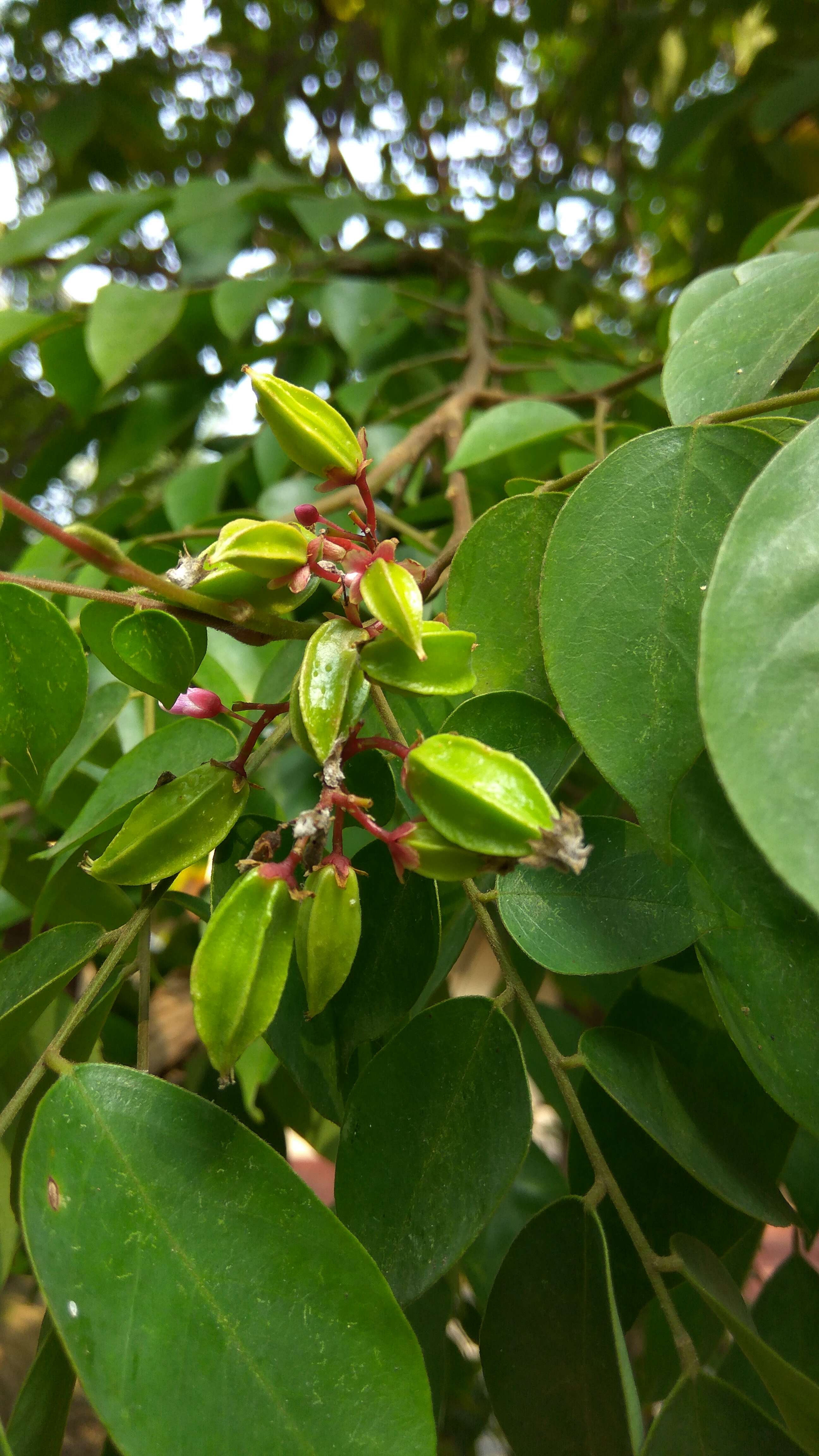 Image of carambola