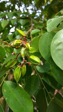 Image of carambola