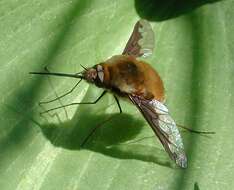 Image of Large bee-fly