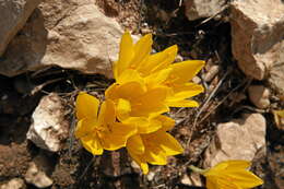 Image of Sternbergia clusiana (Ker Gawl.) Ker Gawl. ex Spreng.