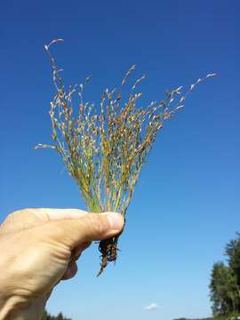 Imagem de Juncus bufonius L.