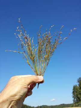 Imagem de Juncus bufonius L.