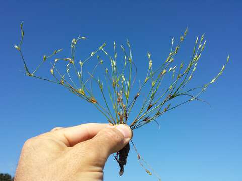 Imagem de Juncus bufonius L.