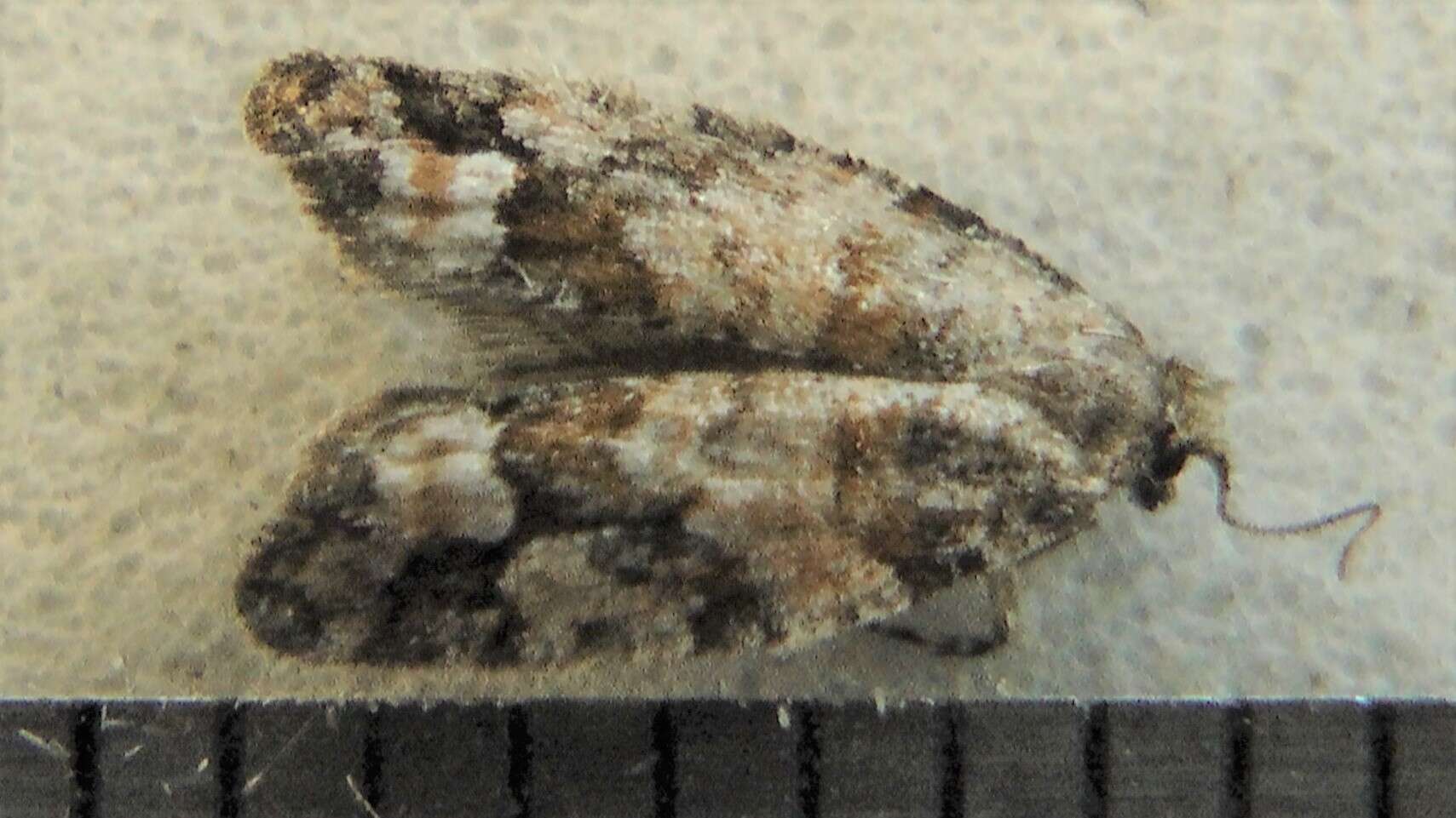 Image of Red-striped Needleworm