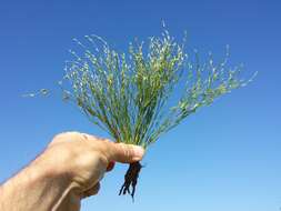 Imagem de Juncus bufonius L.