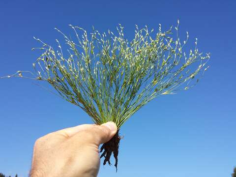 Imagem de Juncus bufonius L.