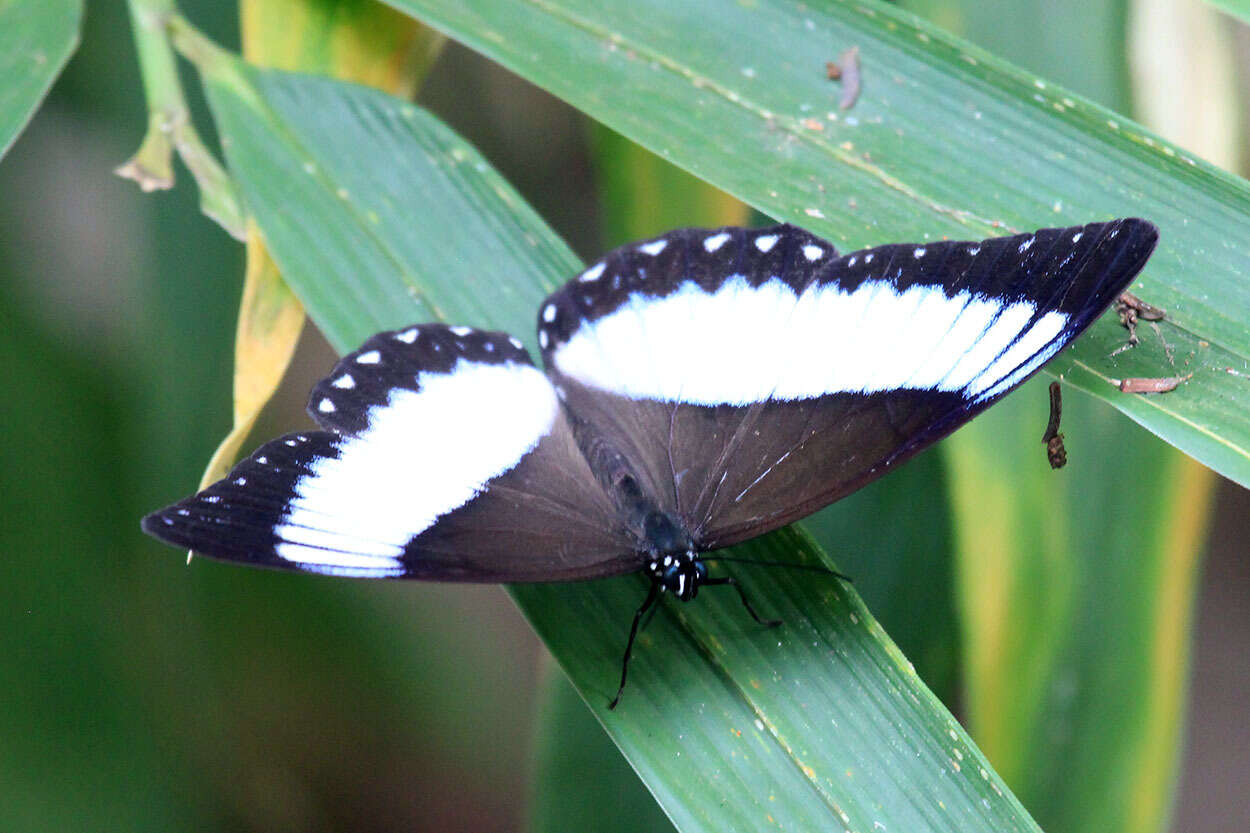 Imagem de Zethera pimplea Erichson 1834