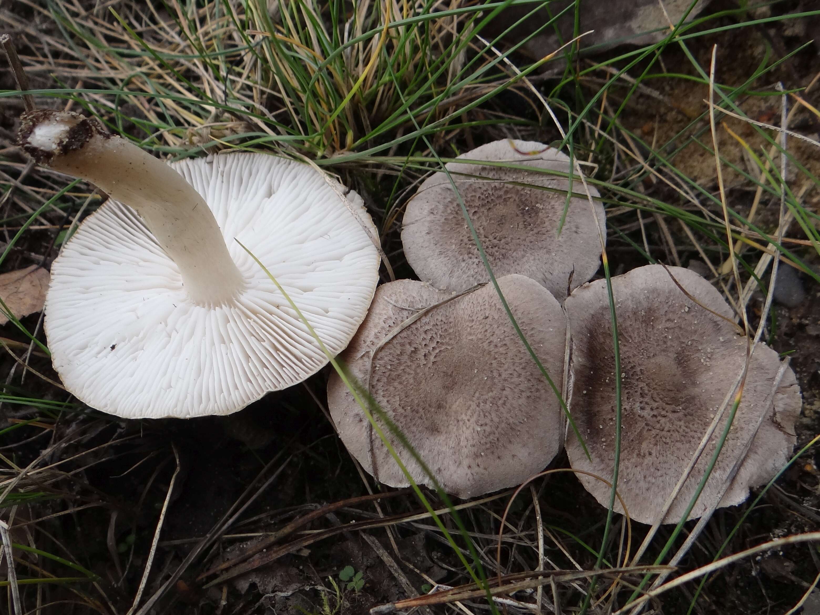 Image of Tricholoma scalpturatum (Fr.) Quél. 1872