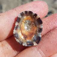 Image of Rustic Limpet