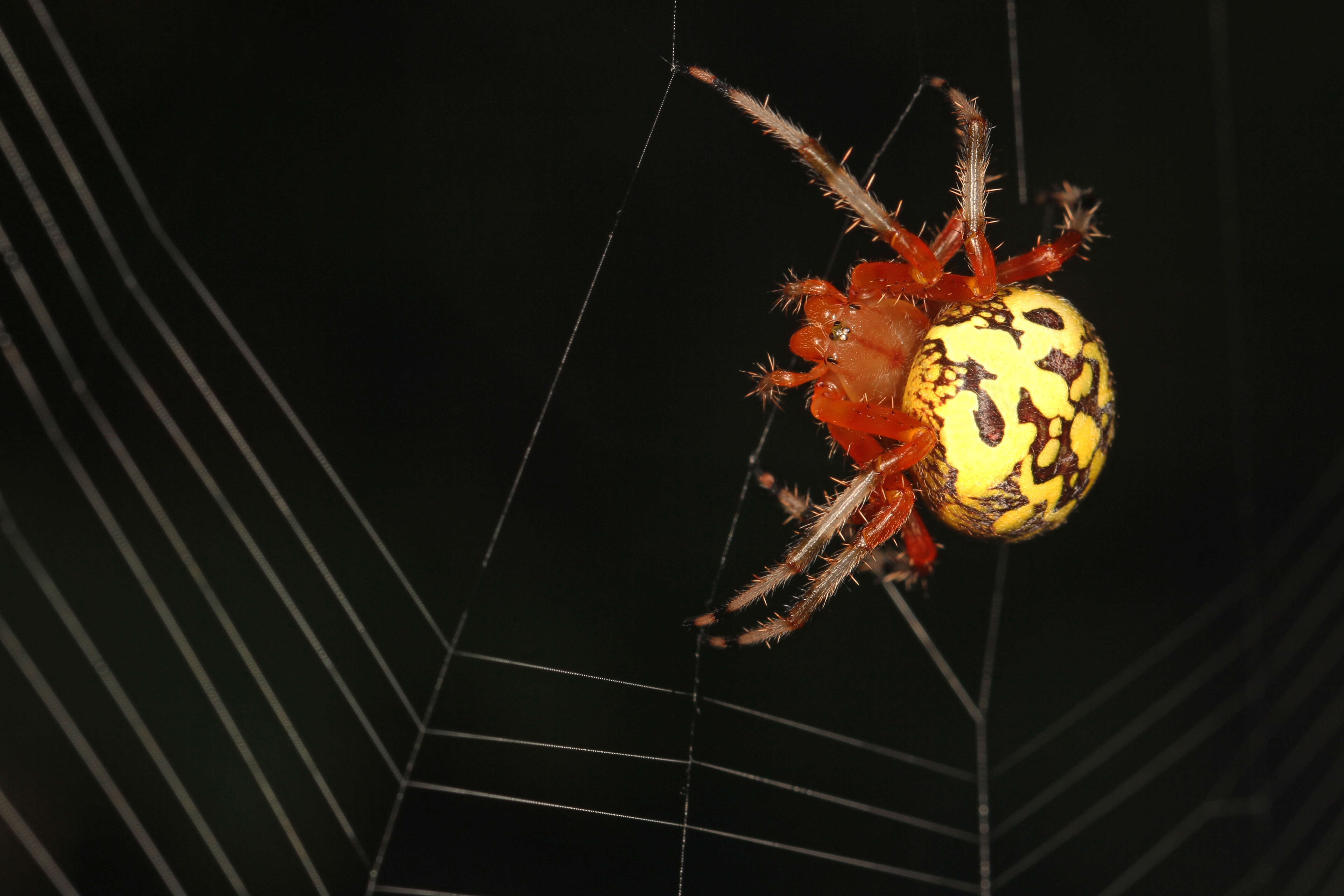 Image of Angulate & Roundshouldered Orbweaver