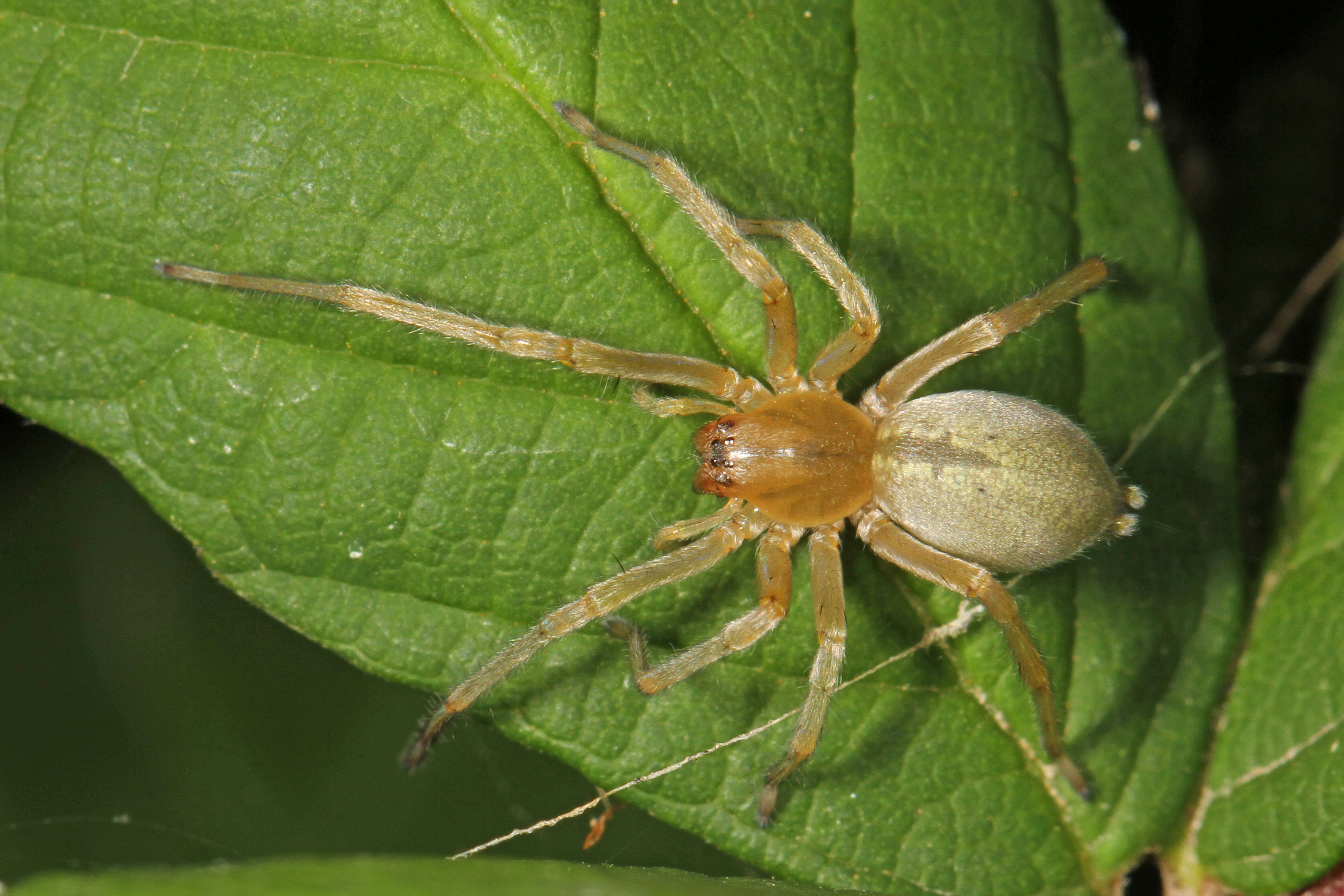 Image of Cheiracanthiidae