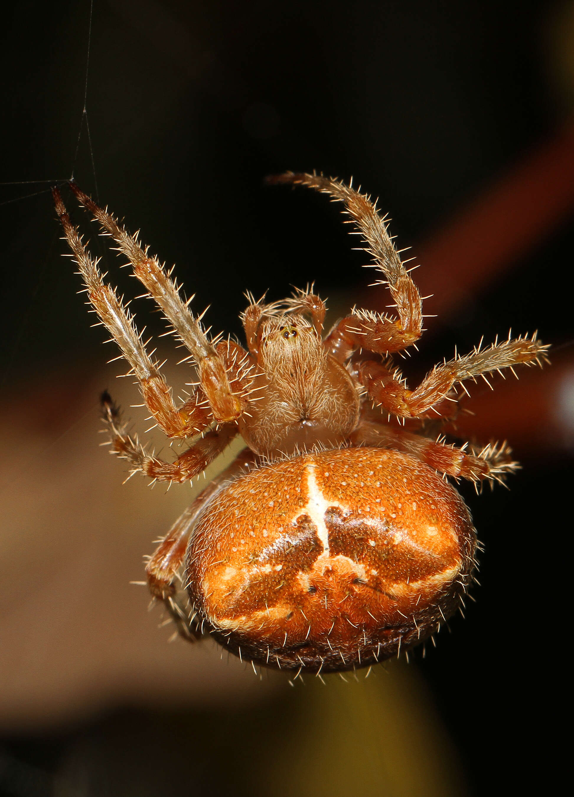 Image of Cat-Faced Spider