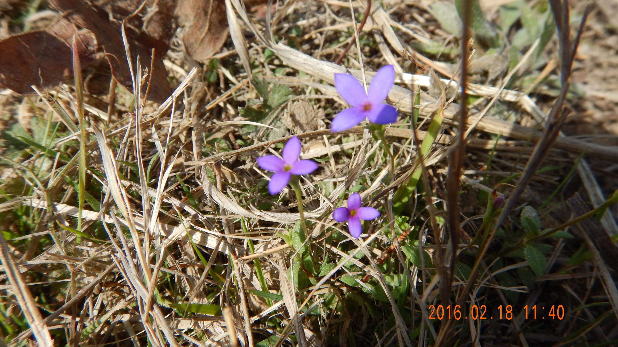 Sivun Houstonia pusilla Schoepf kuva