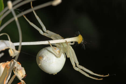 Image of Flower Crab Spiders