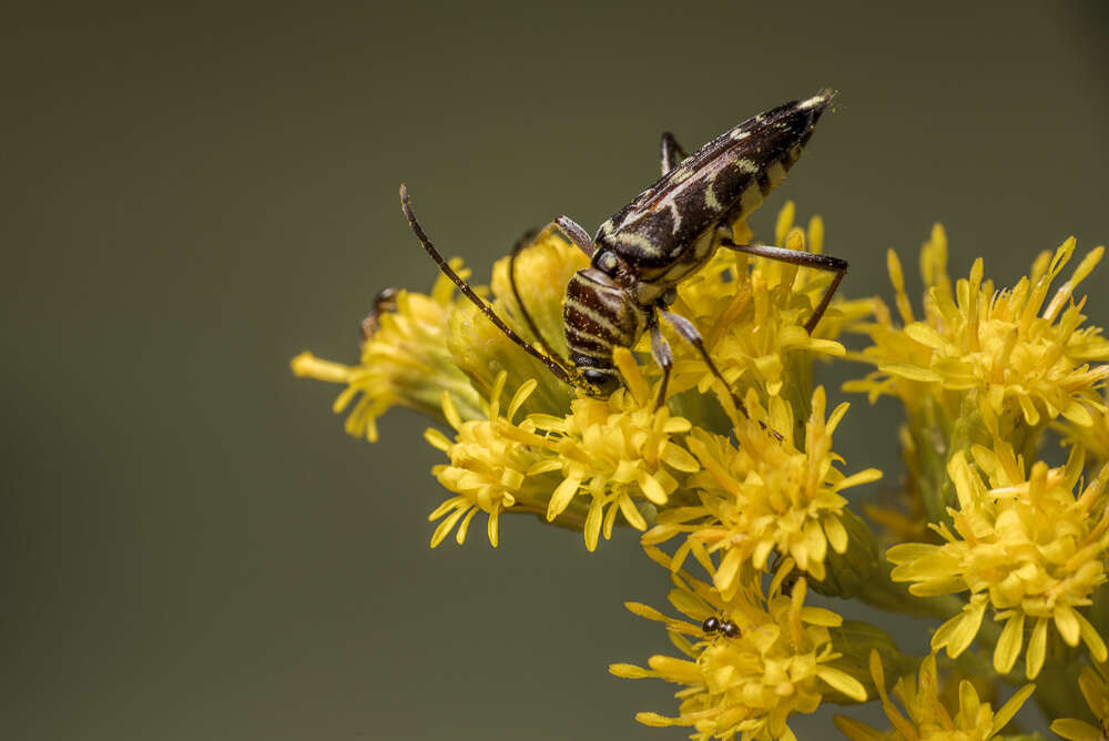 Megacyllene acuta (Germar 1821)的圖片