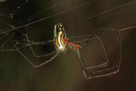 Image of Leucauge argyra (Walckenaer 1841)